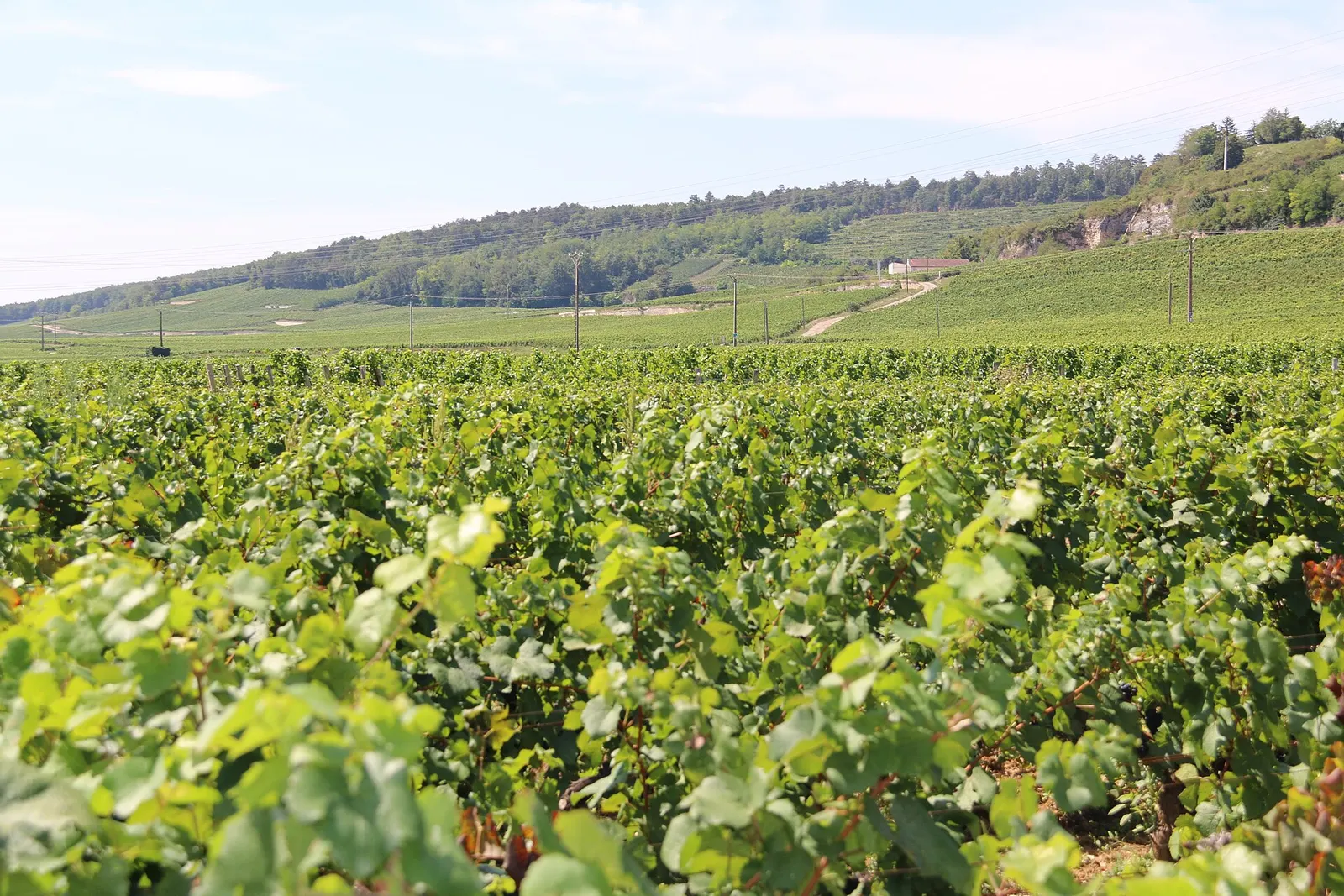 Grand cru vines on the Côte d'Or