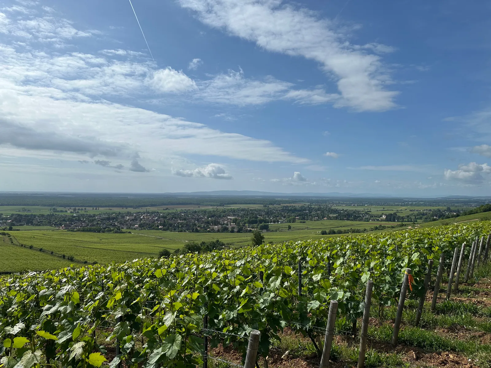 Rows of vines in spring leaf on the slopes above Givry, facing the Saône plain
