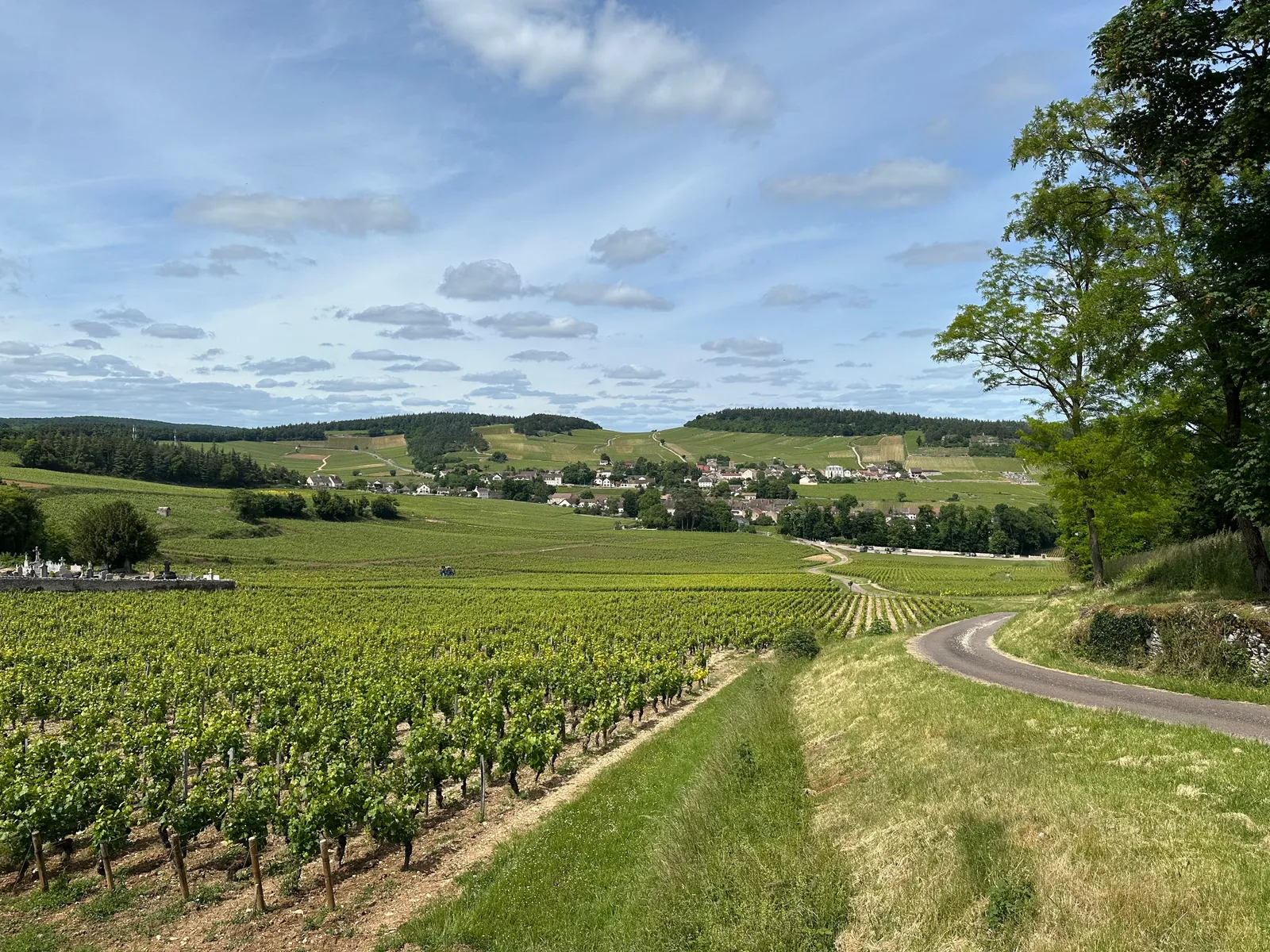 A narrow road winding through the vineyards towards Mercurey on a summer day