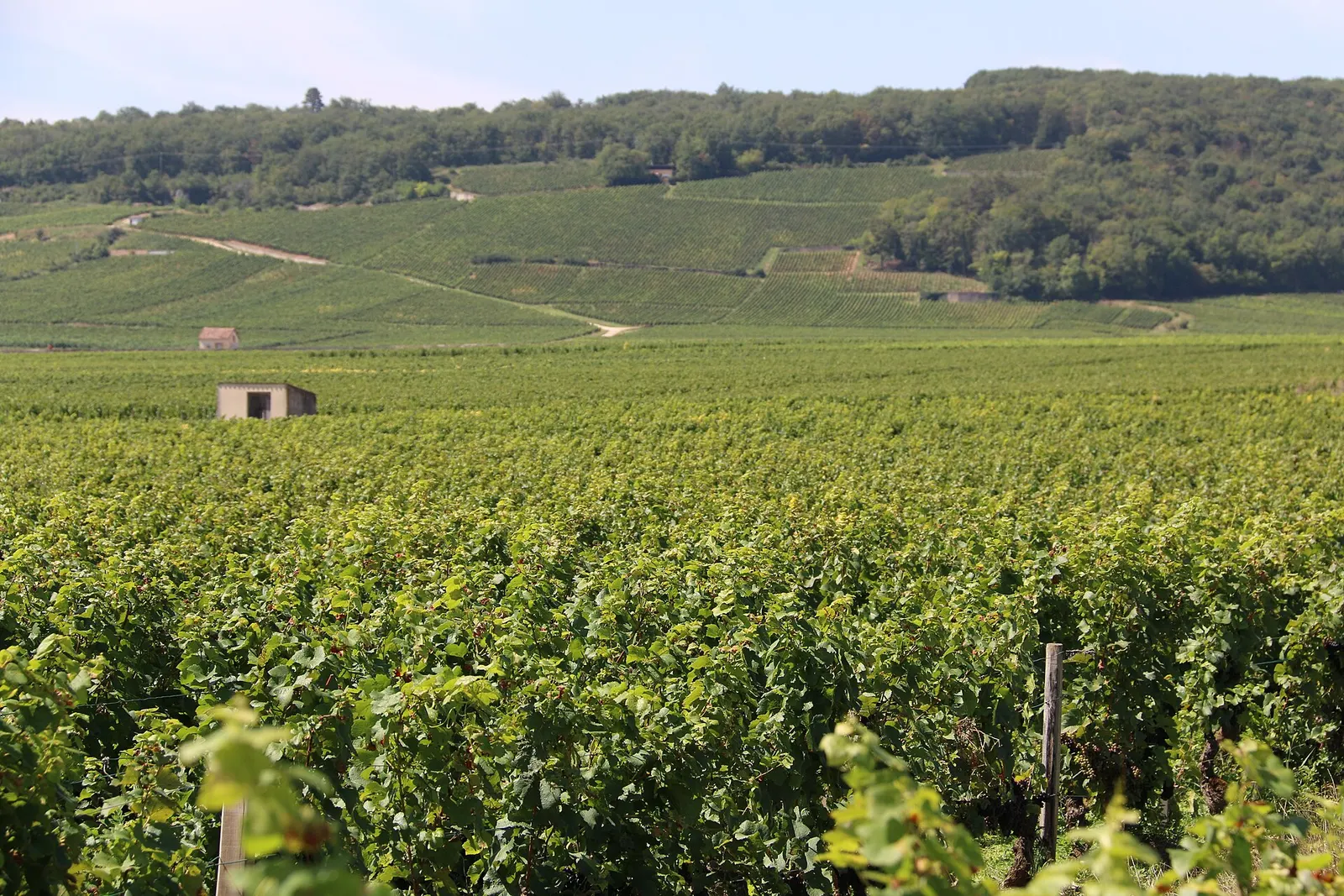 Vineyard plots of the Côte d'Or, part of the Climats of Burgundy