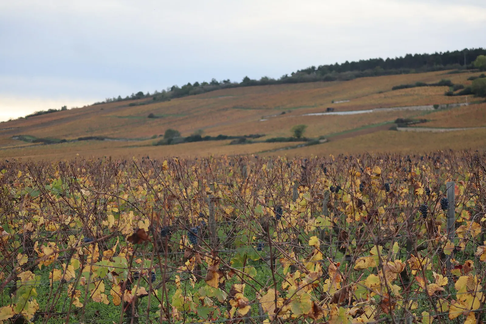 The vineyard slope of Nuits-Saint-Georges in autumn