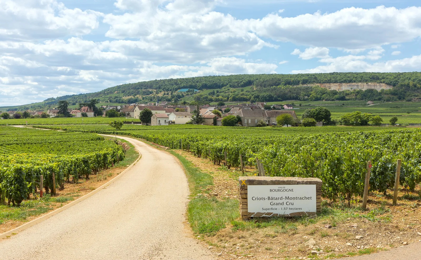 A lane through the vines towards Chassagne-Montrachet, past the sign of the Criots-Bâtard-Montrachet grand cru