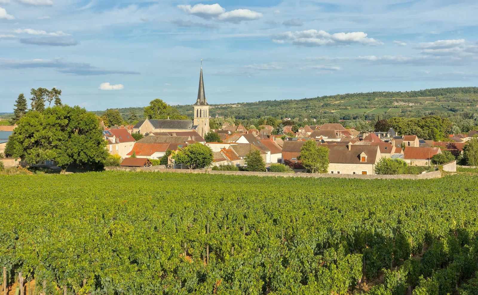 Santenay and its church spire above the summer vines, in the evening sun