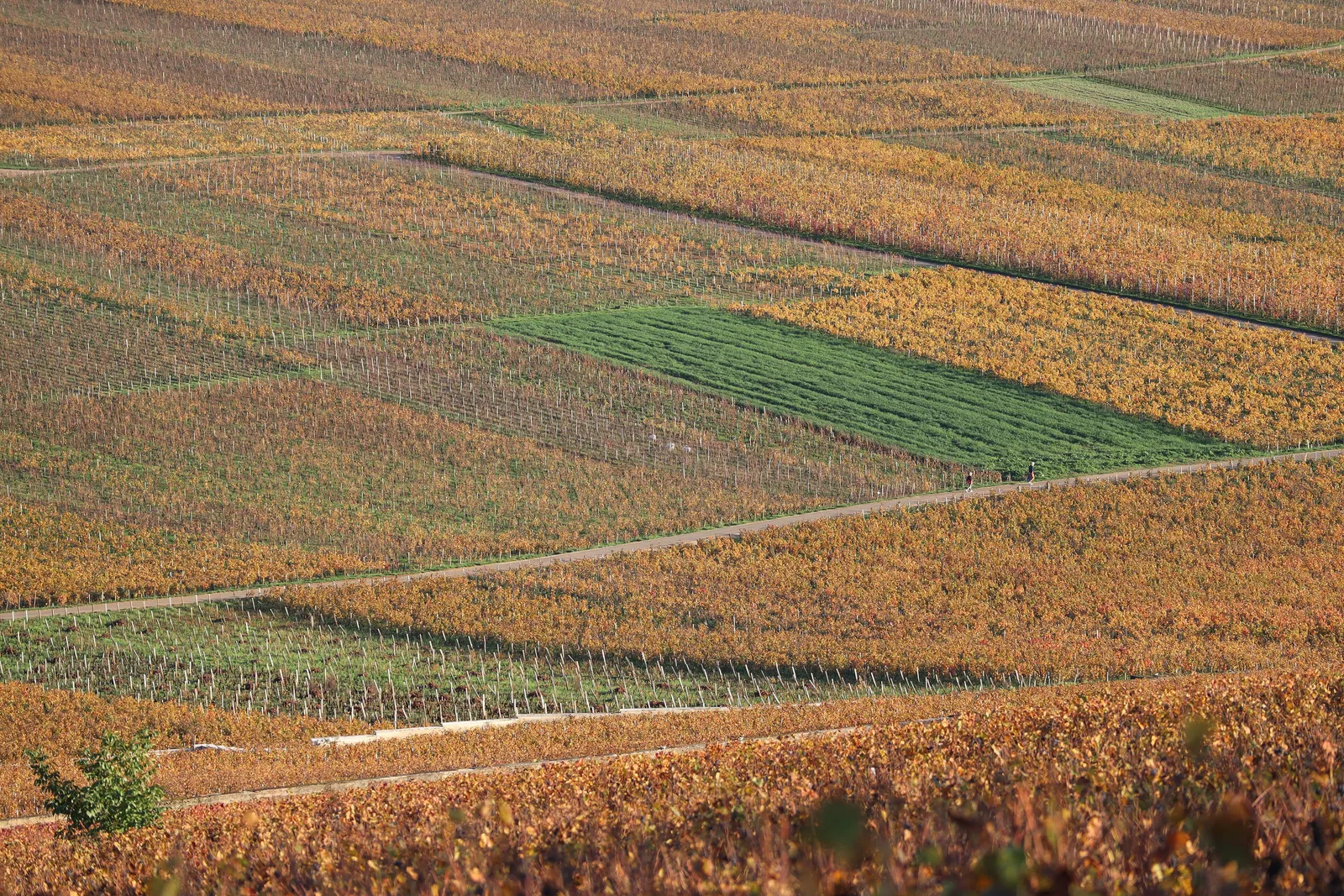 Vine parcels in October on the grand cru slope of Vosne-Romanée