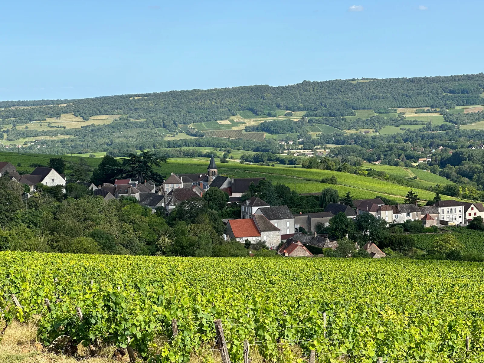 A Maranges village and its church spire among the vines, below a wooded hill